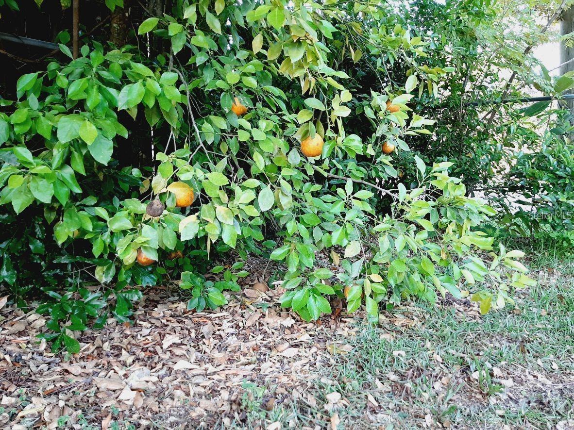 Photo #30