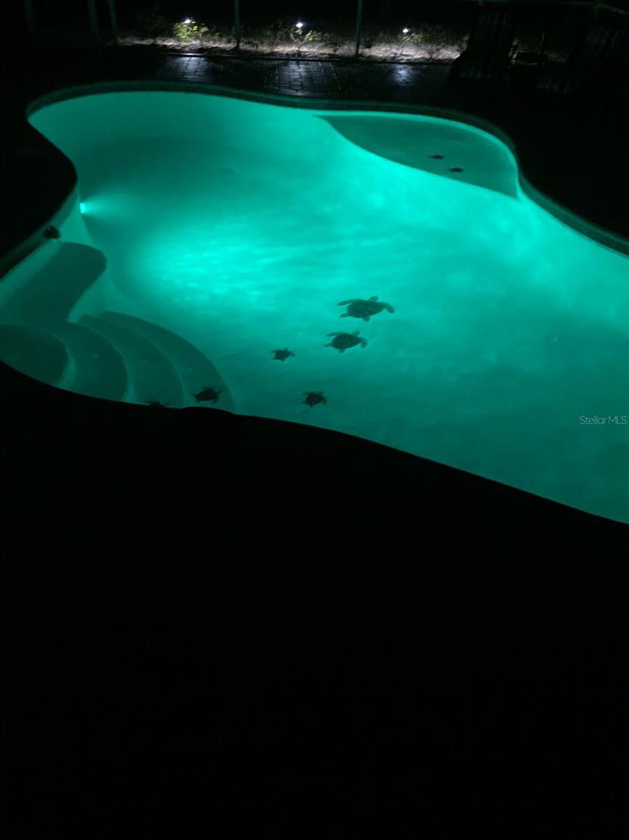 Photo #54
