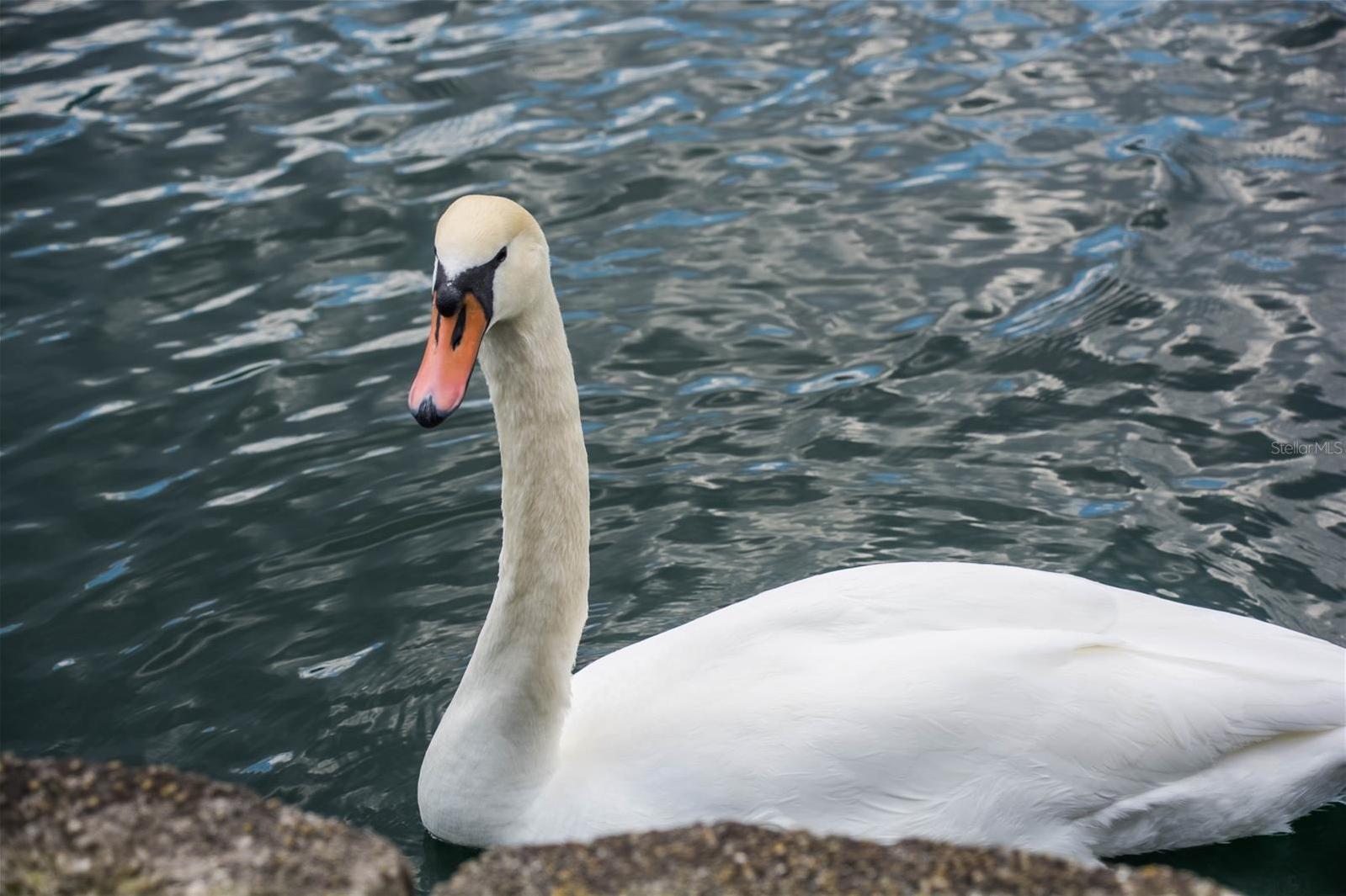 Photo #57