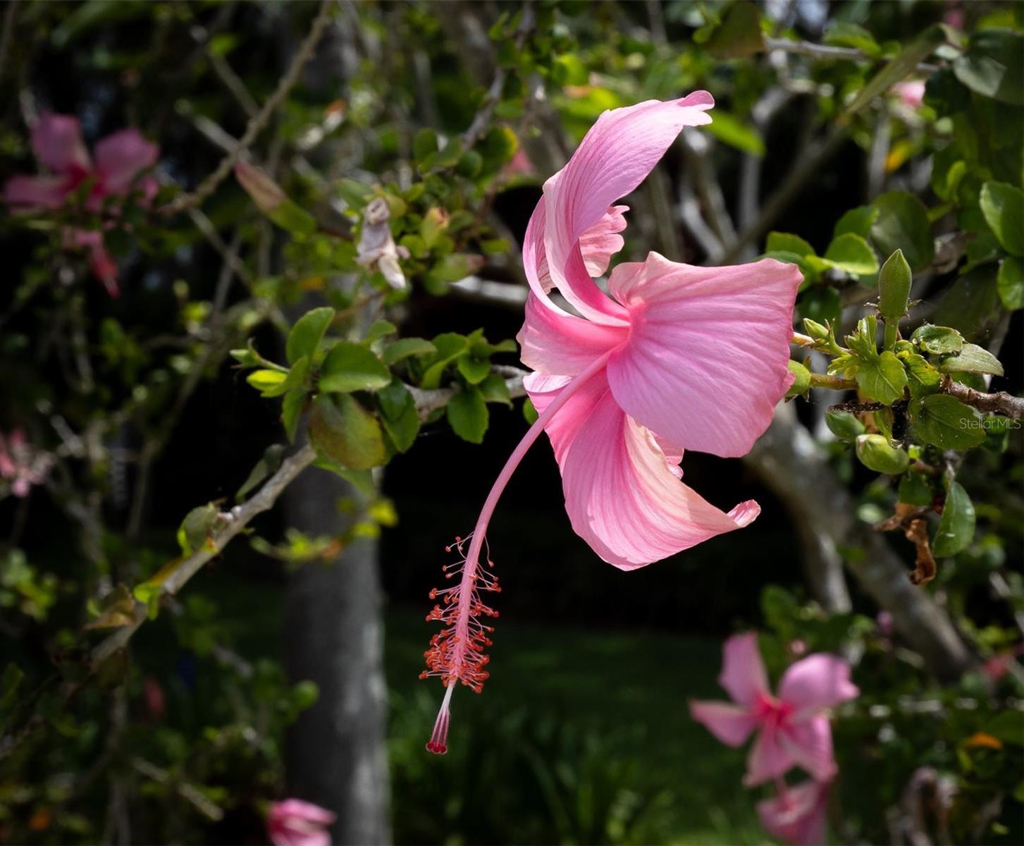 Photo #84