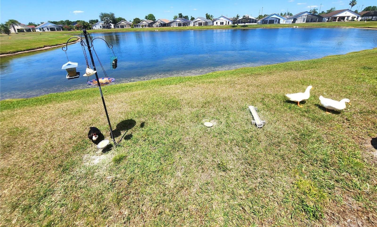 Photo #7