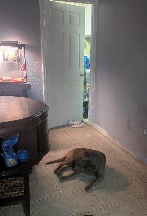 Photo #15