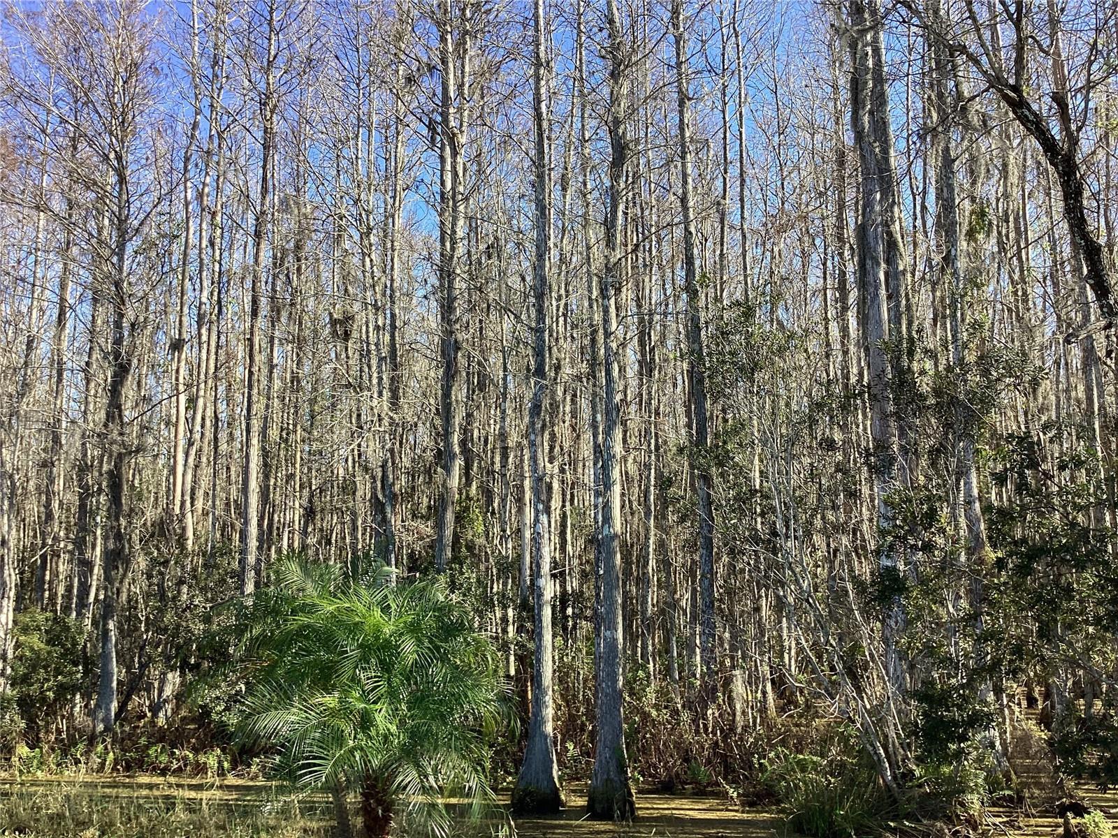 Photo #56