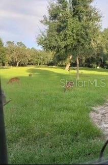 Photo #14