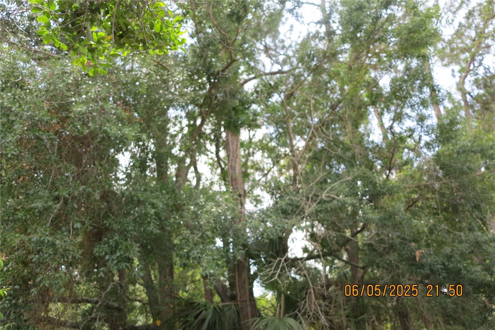 Photo #8
