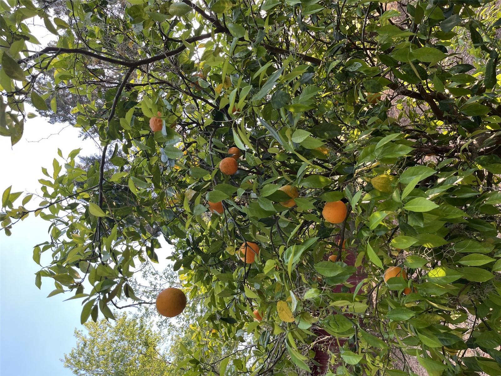 Photo #46