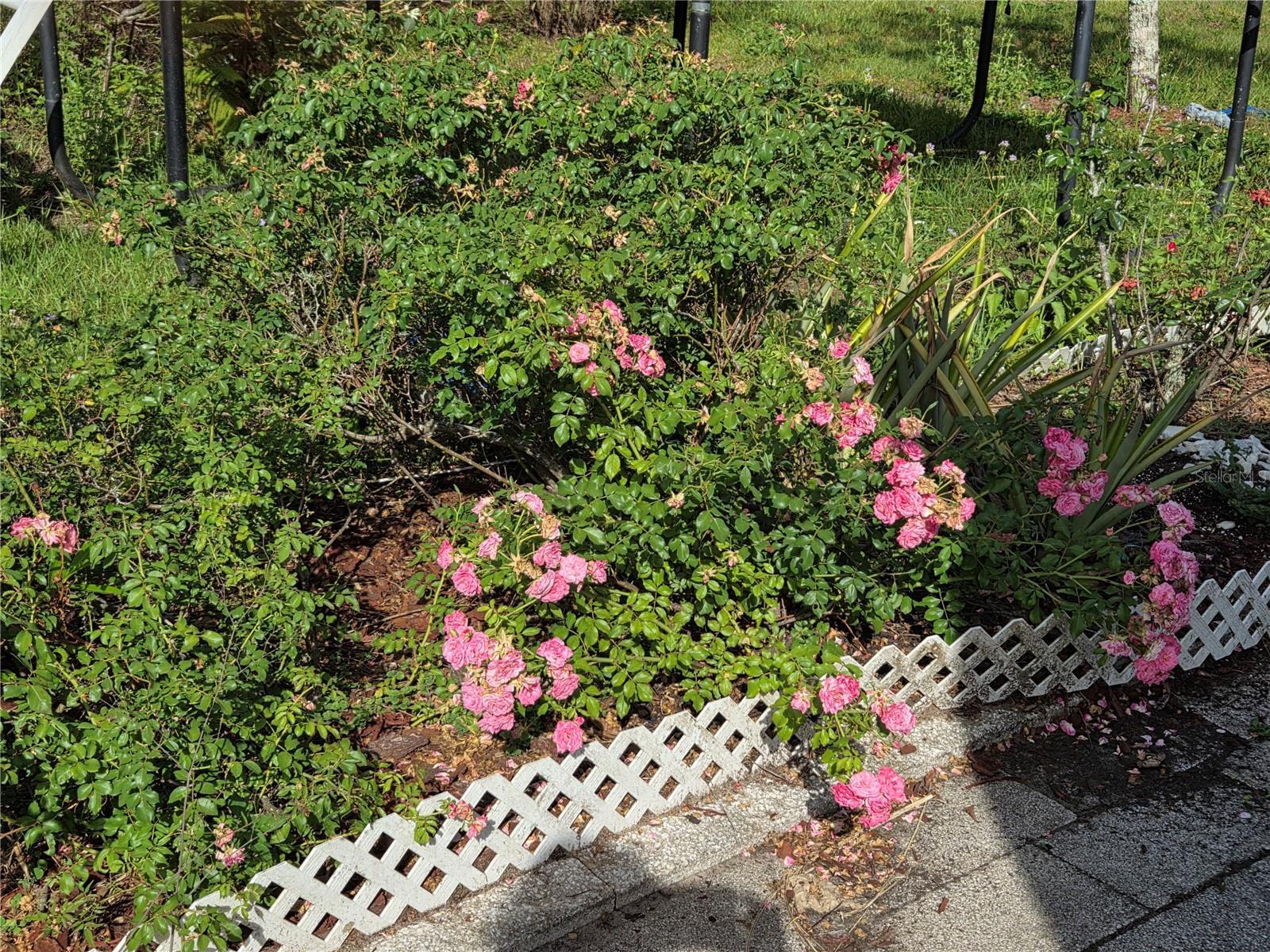 Photo #3