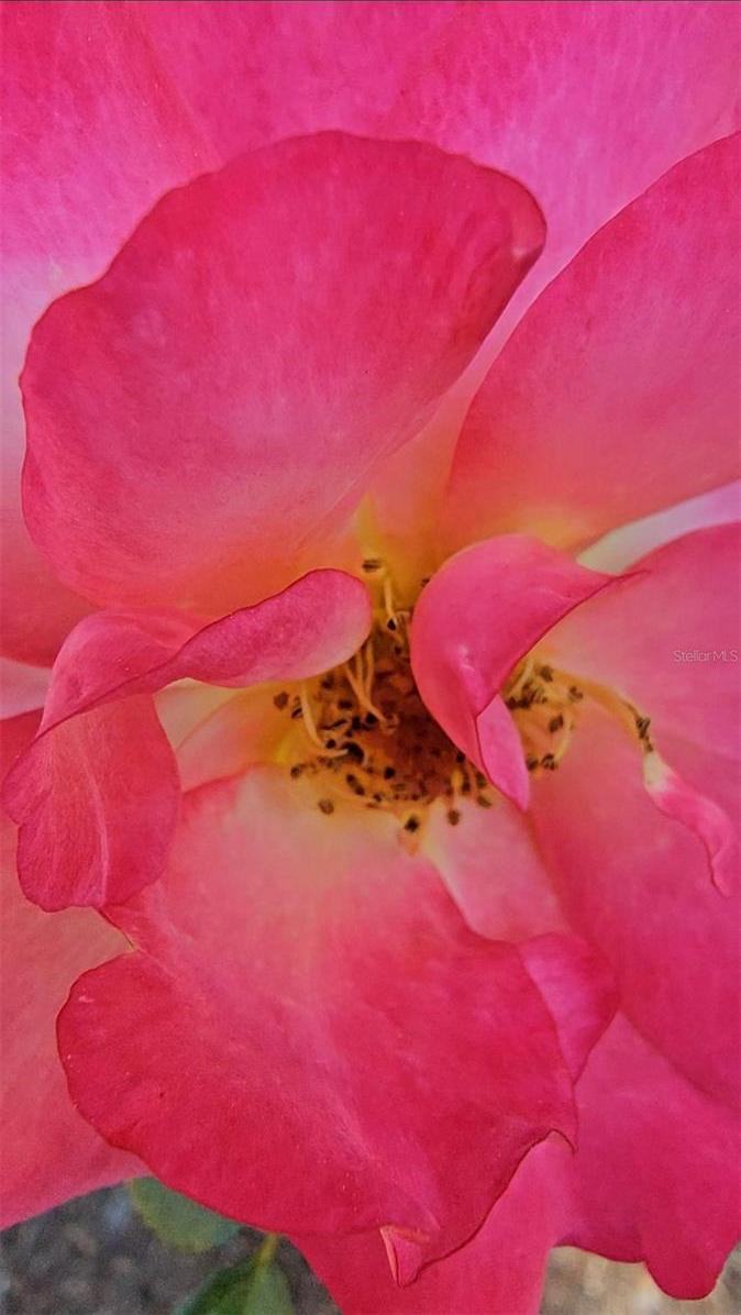 Photo #31