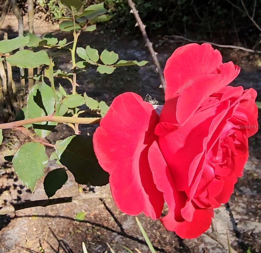 Photo #32