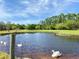 Beautiful pond with swans swimming, surrounded by lush greenery and a clear blue sky at 850 Eden Dr, Saint Cloud, FL 34771