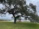 Picturesque view of a lake with a large oak tree at 2488 Hartridge Point W Dr # 2488, Winter Haven, FL 33881