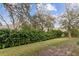 A backyard features lush greenery with a thick privacy hedge and mature trees under a blue sky at 1086 Harmony Ln, Clermont, FL 34711