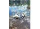 Picturesque view of two white swans swimming on the reflective water of the lake, reflecting the sky at 3610 Pershing Ave, Orlando, FL 32812