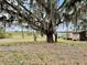 Expansive backyard featuring a large mossy tree and a serene view of the surrounding natural landscape at 246 Ridge Manor Dr, Lake Wales, FL 33853