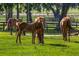 Young brown horse on a grassy field, surrounded by other horses and trees at 2899 Sw 66 St, Ocala, FL 34476
