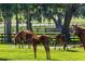 Horses graze on lush green grass in a serene fenced pasture at 2899 Sw 66 St, Ocala, FL 34476