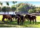 Horses graze in a grassy field, framed by trees and open pasture at 2899 Sw 66 St, Ocala, FL 34476