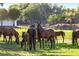 Scenic view of horses grazing in a lush, green pasture under mature trees at 2899 Sw 66 St, Ocala, FL 34476