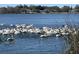 Picturesque lake view featuring a flock of pelicans gathered closely together in the shimmering water at 1410 Poinsettia Ave, Orlando, FL 32804