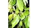 Fresh avocados grow on the tree, perfect for a healthy meal or delicious guacamole at 1234 W Ivanhoe Blvd, Orlando, FL 32804