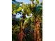 Lush banana tree with a bunch of green bananas ready to be harvested at 1234 W Ivanhoe Blvd, Orlando, FL 32804