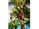 Coconut palm tree with coconuts by the poolside offering tropical vibes at 1234 W Ivanhoe Blvd, Orlando, FL 32804