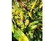 Close-up of a lush mango tree with ripe mangos ready for harvest at 1234 W Ivanhoe Blvd, Orlando, FL 32804
