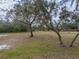 Large backyard with mature trees and open space at 3703 White Oak Ct, Lake Wales, FL 33898