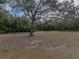 Large backyard with mature oak tree and open space at 3703 White Oak Ct, Lake Wales, FL 33898