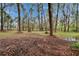 Tranquil wooded lot with tall pine trees and natural undergrowth, offering privacy and a serene setting at 7929 Chase Rd, Lakeland, FL 33810