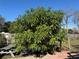 The expansive backyard with lush greenery and a picnic table at 1152 Mccormick Dr, Deltona, FL 32725