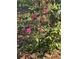 A flowering azalea bush adding color to the landscape at 1152 Mccormick Dr, Deltona, FL 32725