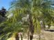 Backyard with mature palm trees, plants, and a wooden privacy fence at 1152 Mccormick Dr, Deltona, FL 32725