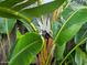 Close-up of bird of paradise flower in bloom at 41 Laurel Oaks Cir, Ormond Beach, FL 32174