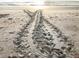 Beach with turtle tracks leading to the ocean at 1415 Ocean Shore Blvd # L1, Ormond Beach, FL 32176