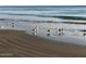 Seagulls standing in the surf on a sunlit beach at 1415 Ocean Shore Blvd # L1, Ormond Beach, FL 32176