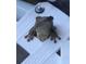 Close up of frog on a white fence at 290 Birch Ave, Orange City, FL 32763