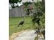 Enjoy the sight of nature with a turkey in the well-maintained backyard, framed by lush landscaping at 290 Birch Ave, Orange City, FL 32763