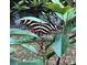 Striking zebra longwing butterfly on red flowers, amidst lush greenery at 290 Birch Ave, Orange City, FL 32763