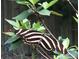 Striking zebra longwing butterfly on red flowers, amidst lush greenery at 290 Birch Ave, Orange City, FL 32763