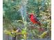 A vibrant cardinal is featured amongst the greenery outside the home at 290 Birch Ave, Orange City, FL 32763