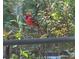 Bright red cardinal perched among the foliage at 290 Birch Ave, Orange City, FL 32763