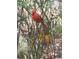 Beautiful cardinal perched in a tree, adding to the natural beauty of the surrounding outdoor space at 290 Birch Ave, Orange City, FL 32763