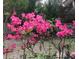 Lush pink azalea bushes blooming in the backyard of this home at 290 Birch Ave, Orange City, FL 32763