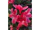 Close-up of red and white azalea blossoms in the yard at 290 Birch Ave, Orange City, FL 32763