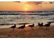 A beautiful sunset on the beach with birds walking near the ocean at 14 Sea Swallow Ter, Ormond Beach, FL 32176