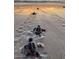 Close up view of baby turtles walking to the ocean on the beach at 14 Sea Swallow Ter, Ormond Beach, FL 32176