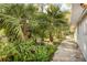 A serene side yard features lush ferns, mature palm trees, and a paved walkway, creating a peaceful outdoor retreat at 322 Garden St, Daytona Beach, FL 32114