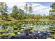 Scenic pond featuring lily pads, aquatic plants, and lush surrounding greenery at 1060 Still Rd, Pierson, FL 32180