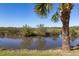 Backyard view of a large palm tree, lush landscaping, and a pond in the background on a sunny day at 2189 Old Dixie Hwy, Ormond Beach, FL 32174